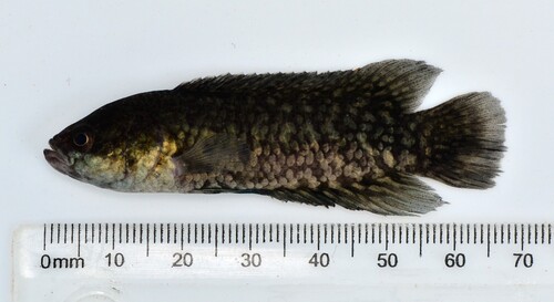 Uele dwarf ctenopoma (Microctenopoma uelense) — Anabantidae — 2