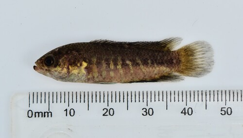 Uele dwarf ctenopoma (Microctenopoma uelense) — Anabantidae