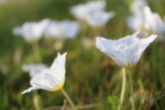 Nierembergia repens