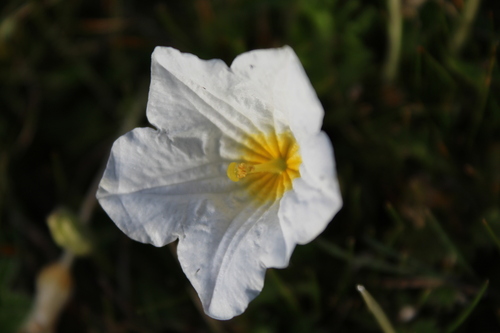 whitecup (Nierembergia repens)