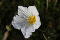 Nierembergia repens, photograph (c) Bruno Alzugaray, some rights reserved (CC BY-SA)