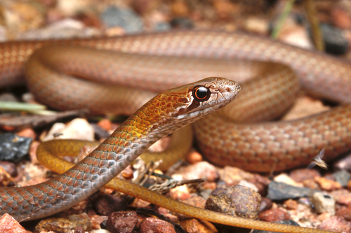 Olive Whipsnake