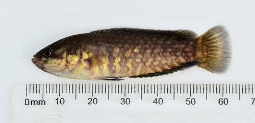 Uele dwarf ctenopoma (Microctenopoma uelense) — Anabantidae