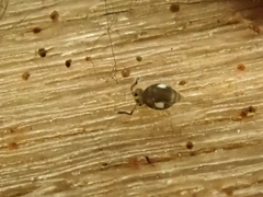 Sminthurinus quadrimaculatus