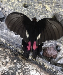 Parides anchises