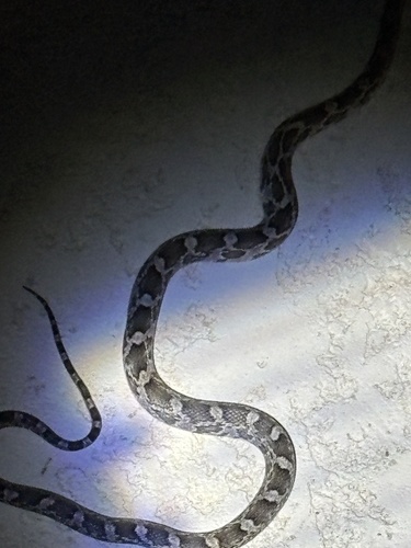 Western Ratsnake observed by tallen357