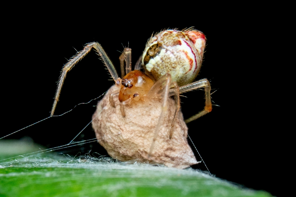 cobweb spiders
