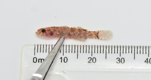 Kribia uellensis — Eleotridae — 2