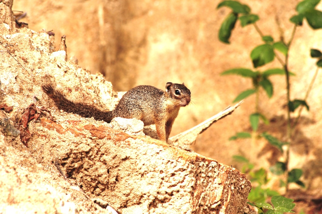 Tropical Ground Squirrel