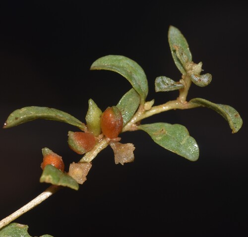 Atriplex semibaccata observed 2026-01-05