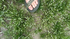 Pectocarya recurvata