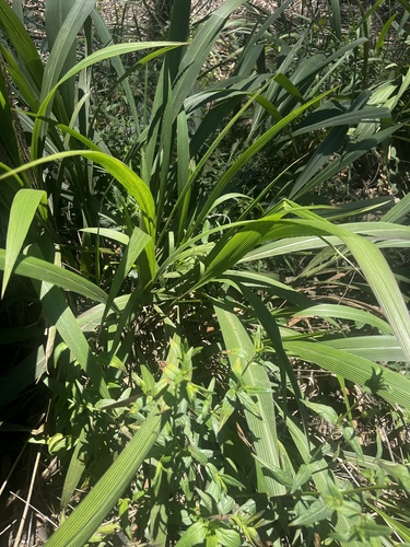 Foto de Setaria megaphylla