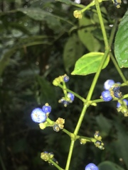 Palicourea caerulea