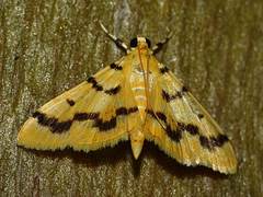 Dichocrocis clytusalis