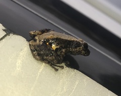 Pristimantis brevicrus