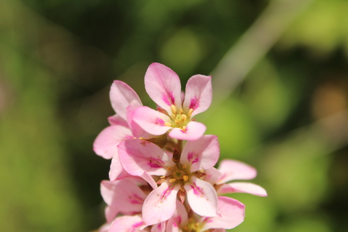 Francoa appendiculata (Francoa appendiculata)