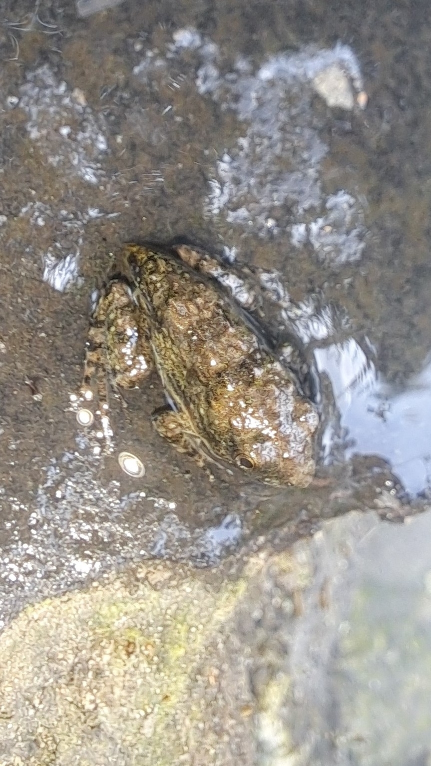 Fejervarya zhoushanensis