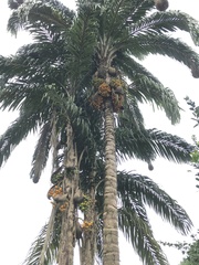 Astrocaryum aculeatum