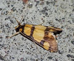 Deuterarcha xanthomela