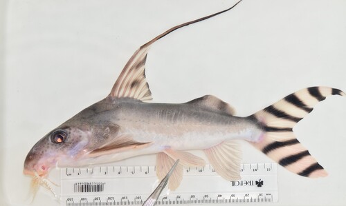 Barredtail squeaker (Synodontis decorus) — Mochokidae — 2