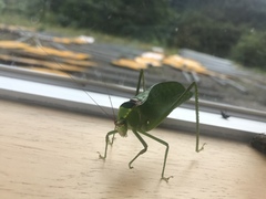 Stilpnochlora incisa