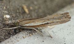 Ptochostola microphaeellus