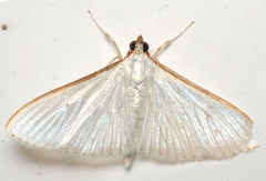 Palpita margaritacea