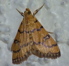 Glycythyma leonina