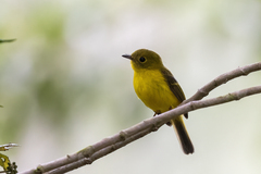 Citrine Canary-Flycatcher photo 2