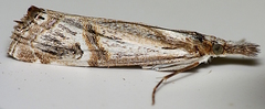 Hednota longipalpella