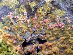 Marchandiomyces corallinus