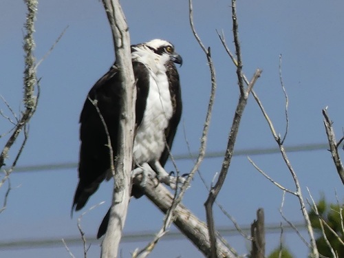 Osprey