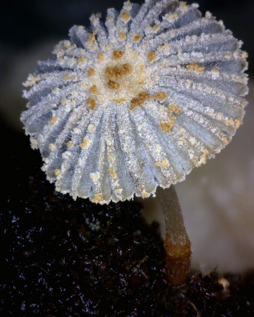 Narcissea cordispora · December 2025 · photo: © zedt (iNaturalist, cc-by)