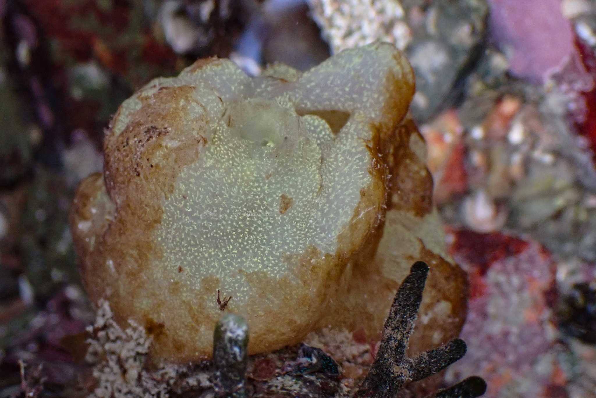 Phallusia mammillata (Cuvier, 1815)