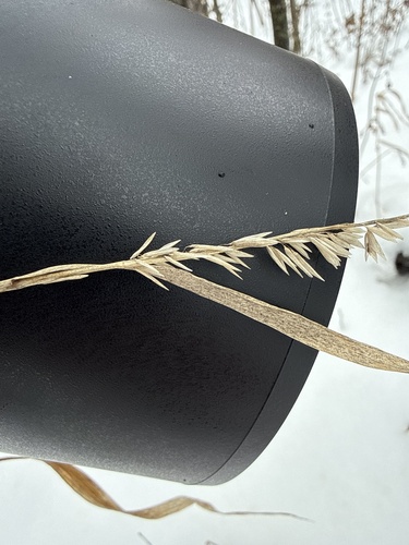 Foto de Melica altissima