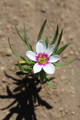 Montiopsis andicola, photograph 2