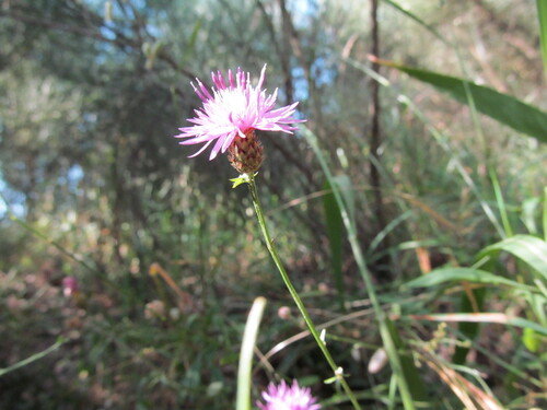 Jersey Knapweed (Centaurea paniculata)