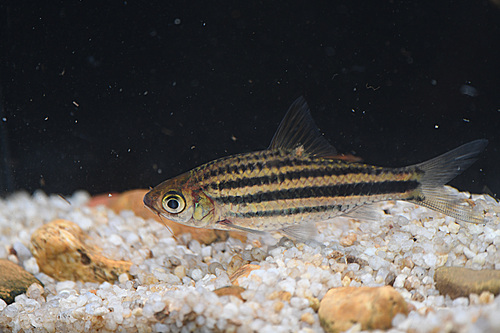 Melon barb (Desmopuntius johorensis) — Cyprinidae — 4