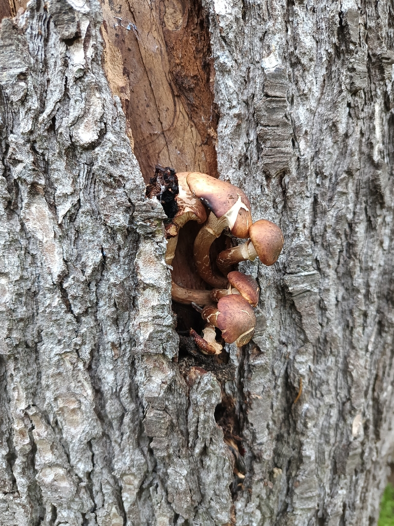 Armillaria mellea · January 2026 · photo: © carl_ramirez (iNaturalist, cc-by)