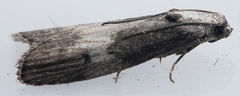 Aphomia baryptera