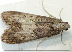Aphomia baryptera