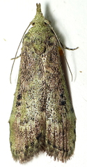 Heteromicta tripartitella