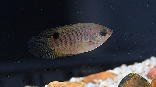 Java combtail (Belontia hasselti) — Osphronemidae