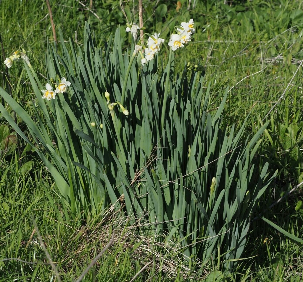 Bunch Flowered Daffodil Narcissus Tazetta Inaturalist