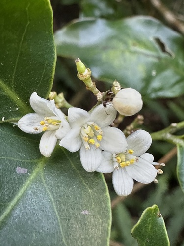 Glycosmis parviflora iNat (1)
