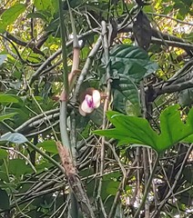 Centrosema macrocarpum