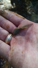 Lithobates palustris