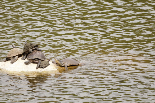 Sri Lankan Flapshell Turtle