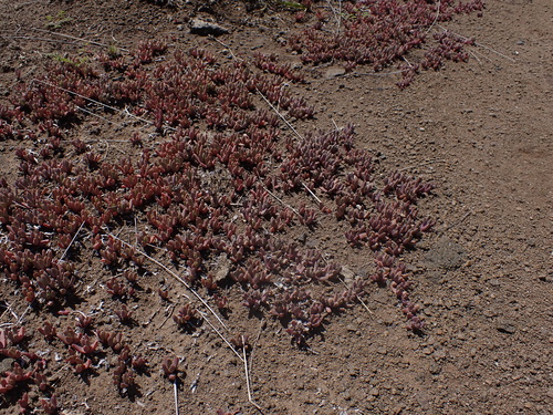 Chasmatophyllum musculinum, photograph 1