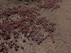 (c) Andrew Hankey, some rights reserved (CC BY-SA) Chasmatophyllum musculinum, photograph (c) Andrew Hankey, some rights reserved (CC BY-SA)